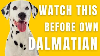 Dalmatian Breed portrait - What You NEED to Know Before Owning!