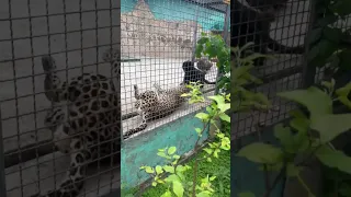 Семейная ссора в семье леопардов! #тайган