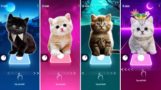 CUTE CATS WEDNESDAY LADY GAGA BLOODY MARY BLACKPINK LISA MONEY JISOO FLOWER KITTY SONG DDU DU DDU DU