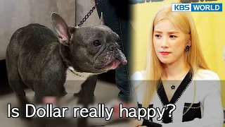 Is Dollar really happy? [Dogs are incredible : EP.135-4] | KBS WORLD TV 220816