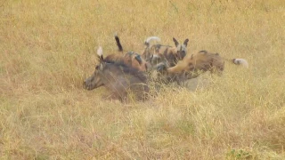 African Wild Dog eat warthog alive