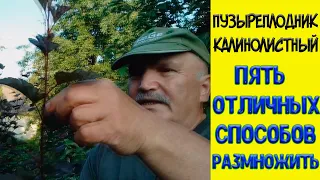 Как размножить пузыреплодник. Пять отличных способов!