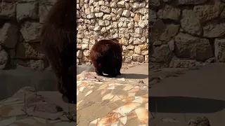 Медведь срёт.