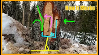 How To Cut Down a Back Leaning Tree In a Hurry! - Perch Cut