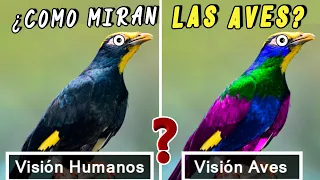 Descubre El Misterio: ¿Cuantos Colores Ven los Pajaros? ¡Sorprendente!