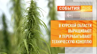 В Курской области выращивают и перерабатывают техническую коноплю