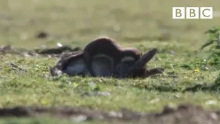 Stoat kills rabbit ten times its size - Life | BBC