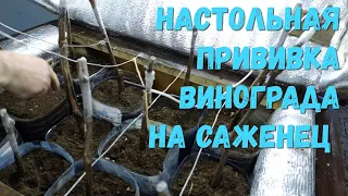 Настольная прививка винограда на саженец