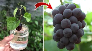 SUPER SPECIAL TECHNIQUE for propagating grapes with honey, super fast growth | Relax Garden