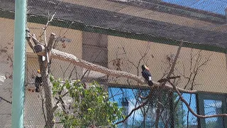 Brookfield Zoo: Toco Toucan