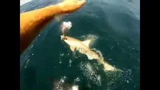 GoPro Catch and release a 4 foot Caribbean Reef shark out of Packery Channel