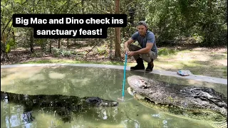Big Mac & Dino + sanctuary vlog!