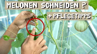 Melonen richtig schneiden und mehr ernten - Seitentriebe, Düngen, Melonen bestäuben, Pflegetippps