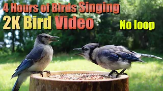 Cat TV, ASMR 4 HOURS of Birds Singing, No loop, 2K Bird, Digital Stress Relief Therapy, AW 003-1