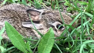 Fresh Spring Bunnies