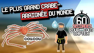 Le plus grand Crabe-Araignée du Monde ➡ 60s POUR TOUT CAPTER