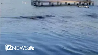 Alligator swims towards children in Texas lake