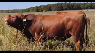 Adaptive Grazing 101: How to Build a Grass Bull