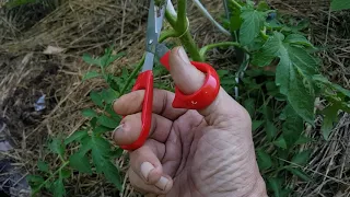 pruning tomatoes three types