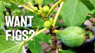 Fig Tree Won't Fruit? 1 Simple Trick