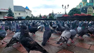 🍁🕊Осінній Хуст і Голуби.🕊🍂Центр міста Хуст. Осінь 2021.🕊🍁