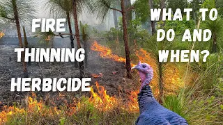 Managing pine rotations for turkeys | Ep 80