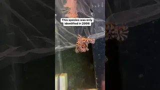 Super rare octopus with a story