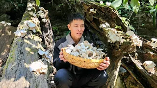 Harvesting wild Mushrooms - Green Vegetables Goes to market sell - Cooking