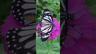 black and white butterfly😍 #glassytiger #butterflylover #video #nature