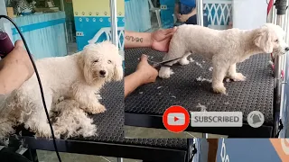 Toy POODLE Grooming Hair Cut Only + Shout-Out