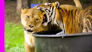 Social Lion Bonding With Solitary Tiger | Oddest Animal Friendship | Love Nature