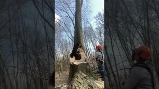 Dangerous Maple