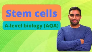 Stem cells - A-level Biology