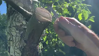 How to Top Work Fruit Trees with the Bark Graft