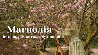 Магнолія. Історія, романтика, кулінарія