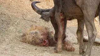 Life is Not Easy With The Lion King! Lions Failed to Control Prey, Buffalo, Zebra, Hyena, Crocodile