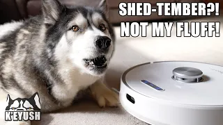 Husky Argues with Robot Vacuum for Taking His Fluff! He Smacks it!