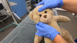 It’s time for a teddy vet check!