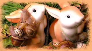 Cute pet / garden snails: porcelain bunnies (Schnecke, escargot, カタツムリ, улитка)