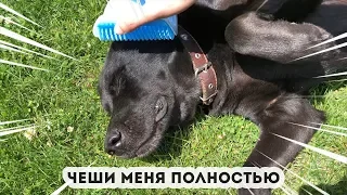 Угловая чесалка для кошек и собак / Расческа для животных / Чесалка для кошки / Коточесалка