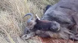 Hyena devouring wildebeest whilst alive! VERY GRAPHIC - MAY NOT SUITABLE FOR SENSITIVE VIEWERS!