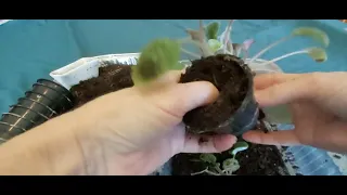 Dividing AFRICAN VIOLET BABIES & Repotting from Leaf Propagation