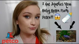 I GOT A NEW BABY BETTA FISH FROM PETCO!! | ItsAnnaLouise