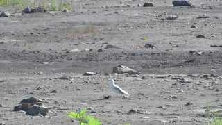 Ring-billed Gull with Crayfish