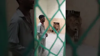 Bahawalpur Zoo | Man went into Lion's cage