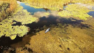 БОЛОТО ПОЛНОЕ КАРАСЕЙ, ЛОВИ МЕШКАМИ! Рыбалка на крупного карася. Сказочные родные просторы.