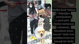 Melike İpek Yalova, köpeğini ameliyattan çıkardı 💬#magazin #ünlüler #shorts #youtubeshorts