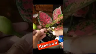 UNTOLD Aglaonema Plant Care TIPS!