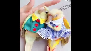 Baby Animals 🔴 Funny Parrots and Cute Birds Compilation 2021 Loros Adorables Recopilación #24