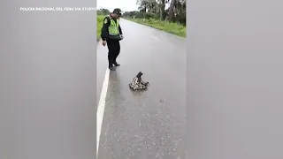 Police rescue sloth from road in Peru